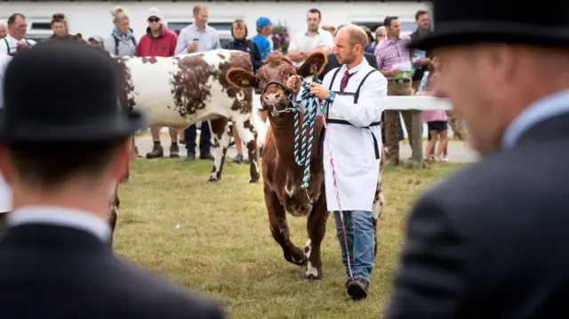 A cow is judged in the show ring