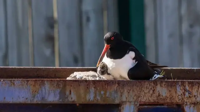 Oystercatcher chick