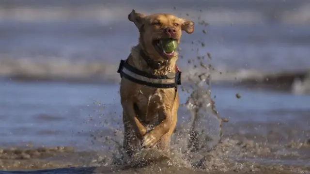 Dog on beach