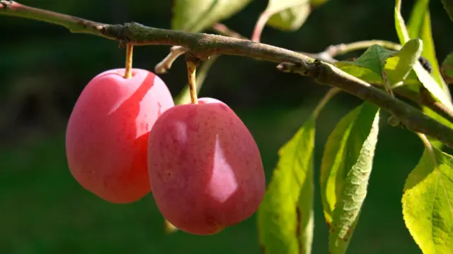 Plums