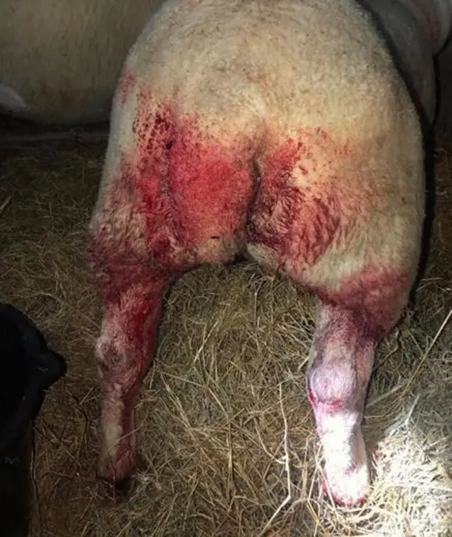 injured sheep