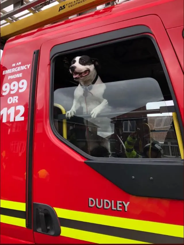 Dog in fire engine