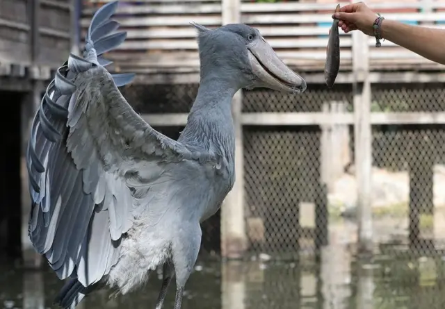 Shoebill