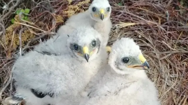 Hen harrier chicks