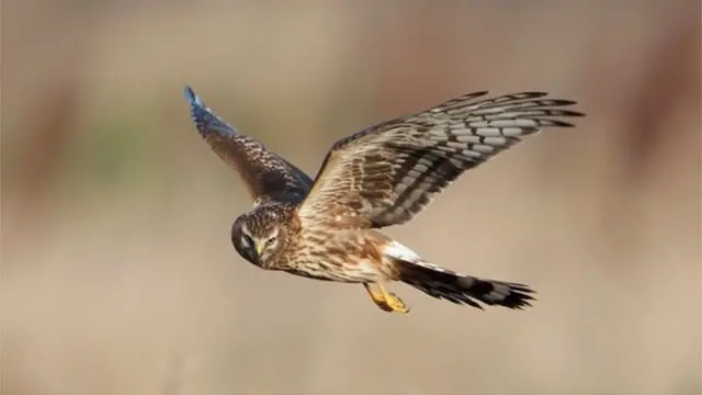 Hen harrier in flight