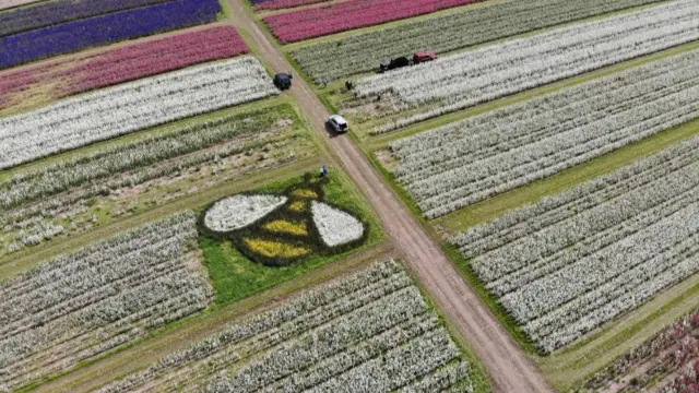 Bee in flowers