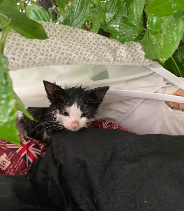 One of the soaked kittens found dumped