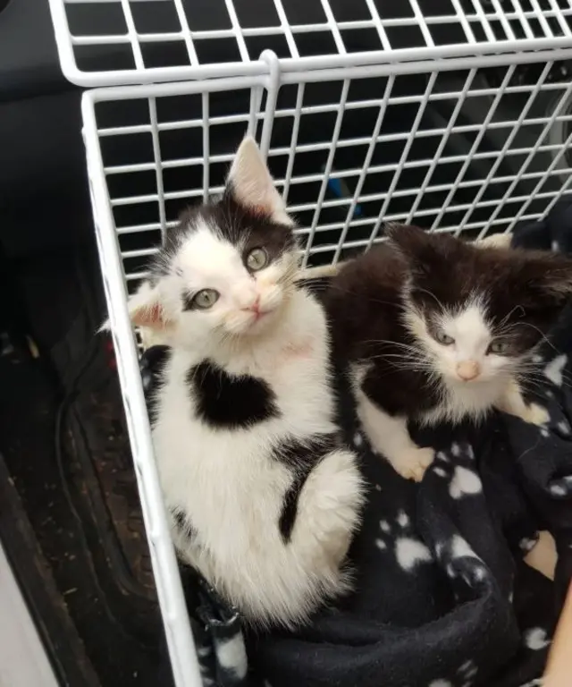 The dumped kittens, dried off