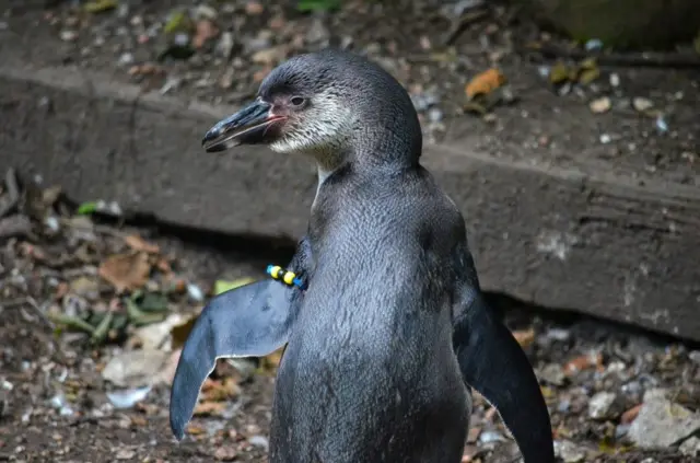 Nuno the penguin