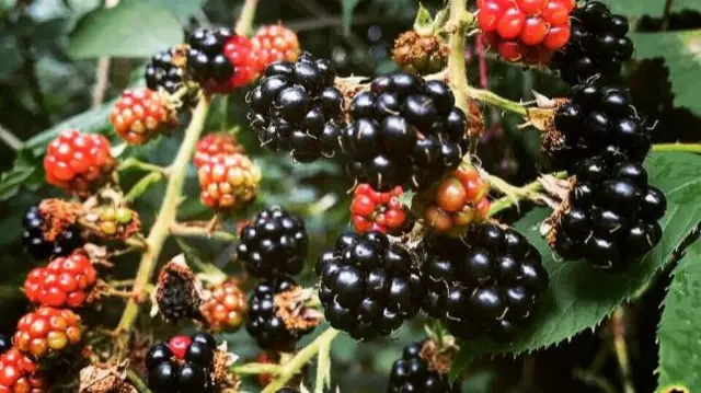 Bromyard berries