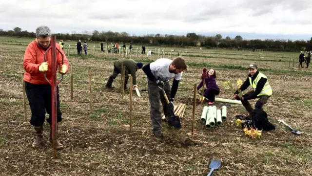 Tree planting