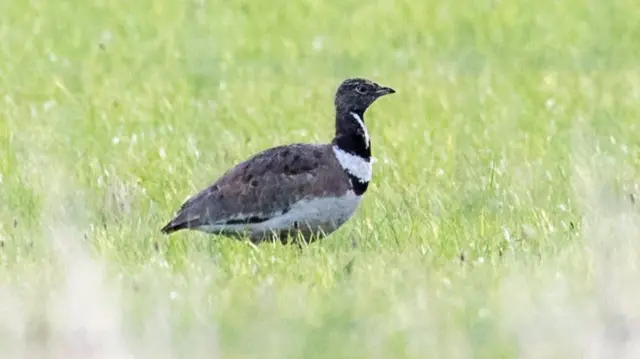 The little bustard