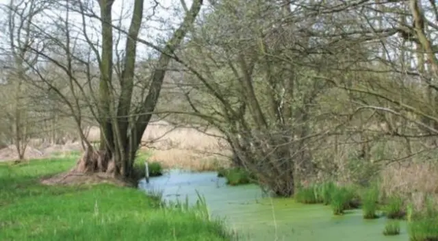 Askham Bog