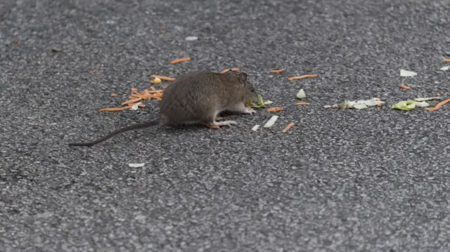 Rat eating rubbish