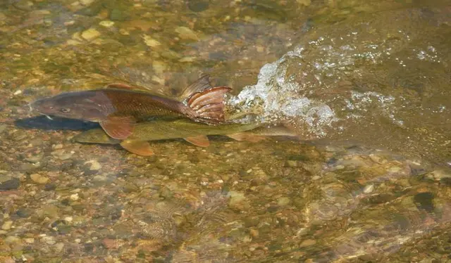 Two barbels spawning