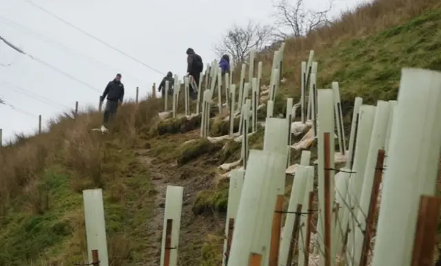 Tree planting