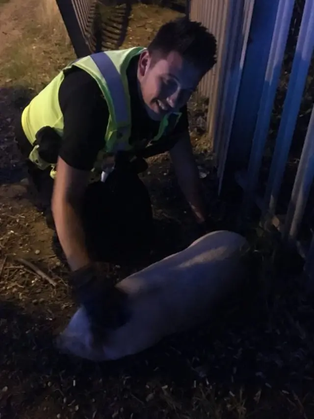 Police officer with the missing pig