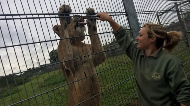 A lion at Yorkshire Wildlife Park