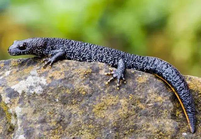 Great crested newt