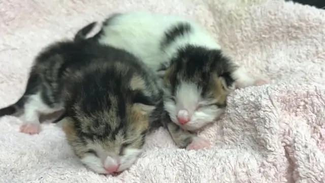 Kittens