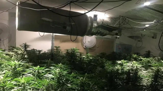 Cannabis farm