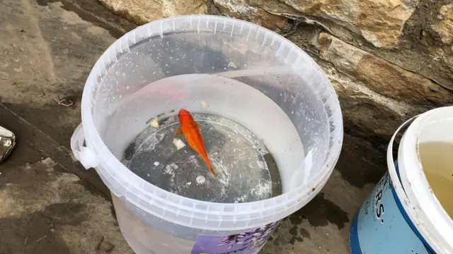 The rescued fish