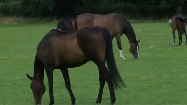 The Racehorse Welfare Centre