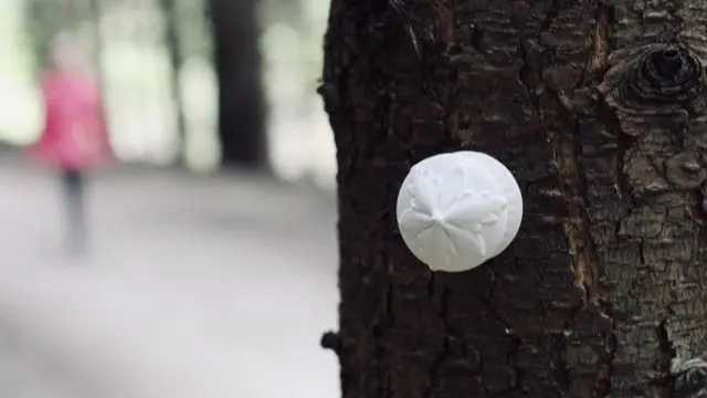 Knob on tree