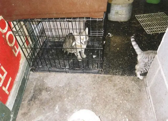 Cats found at the shop