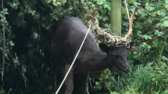 Deer with wire around its antlers