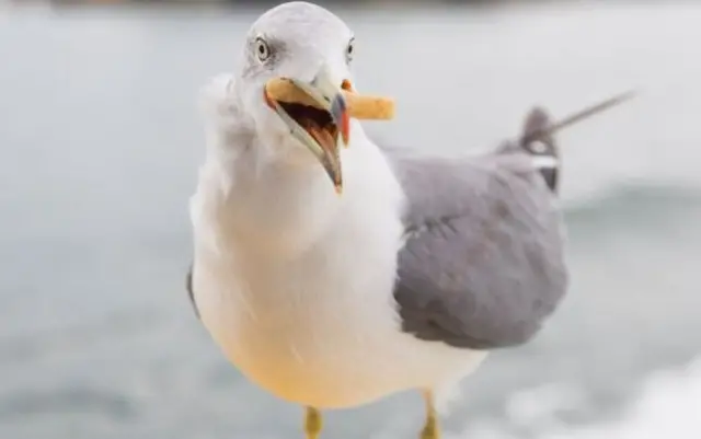 seagull