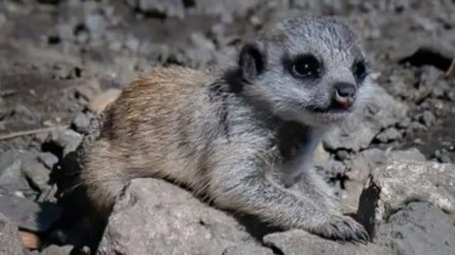 Baby meerkat