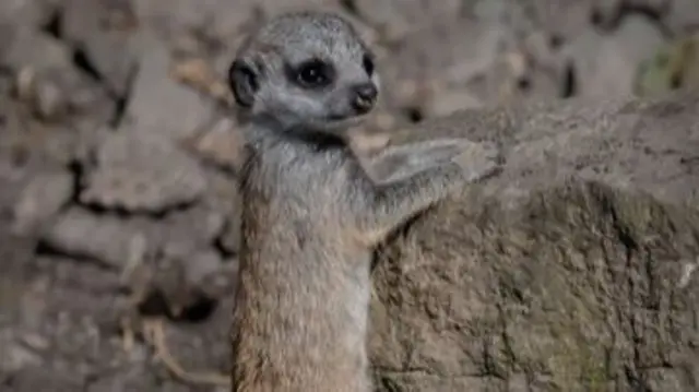 Baby meerkat