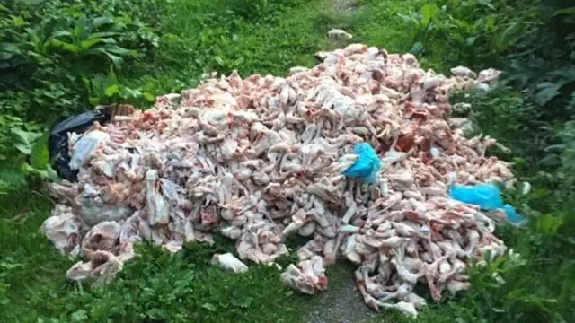 Mound of chicken on path