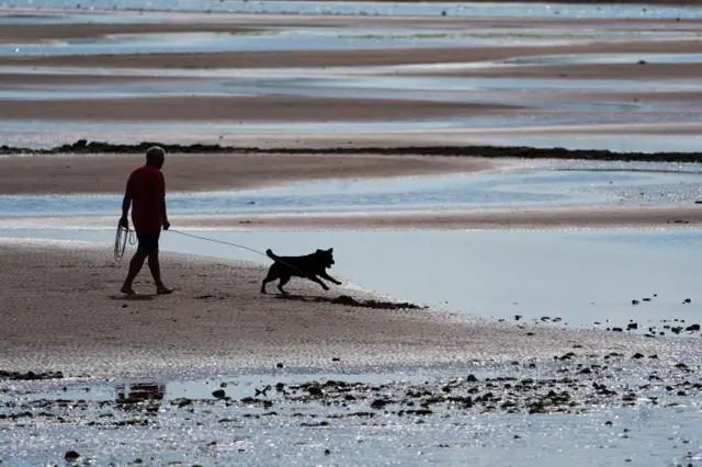 Dog on beach