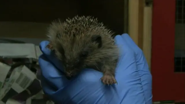 A hedgehog held in gloves