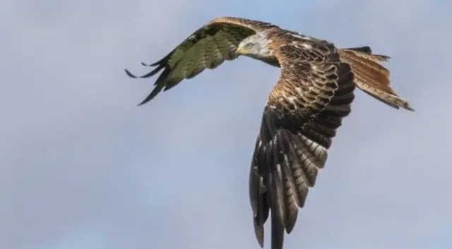 Red Kite