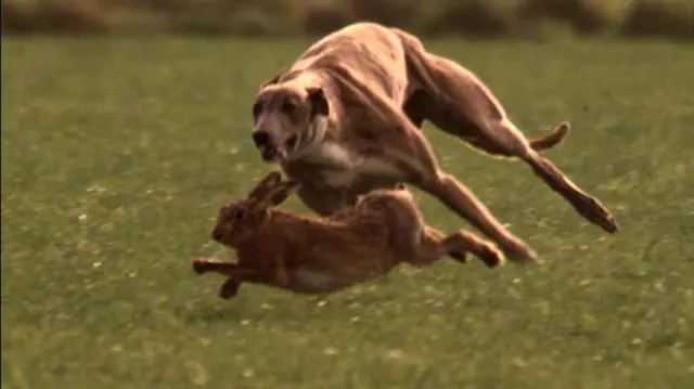 Greyhound chasing a hare