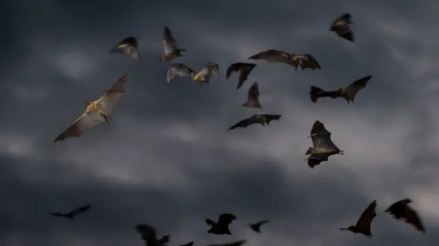 Bats