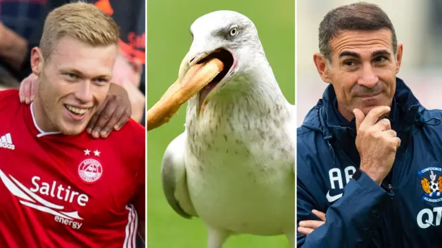 Cosgrove, seagull, Alessio