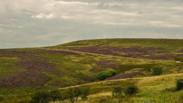 Fields near Leek