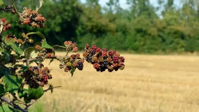 Southam berries