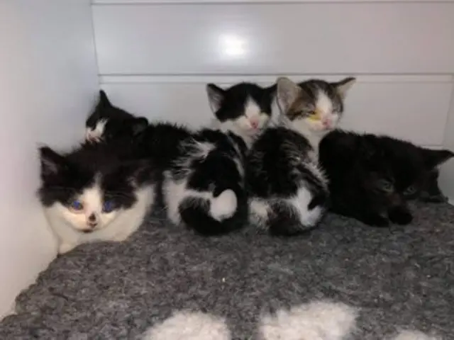 Kittens