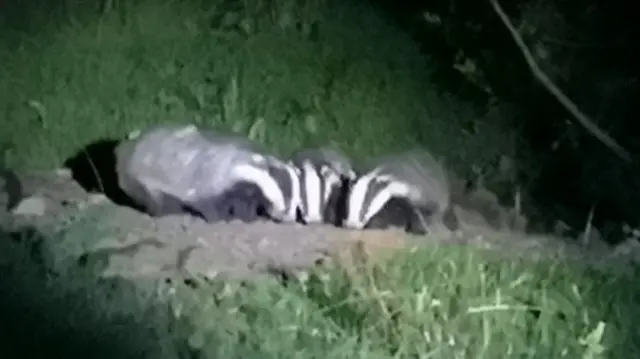 High Peak Badger Group