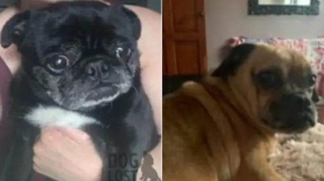 Two of the reported missing dogs