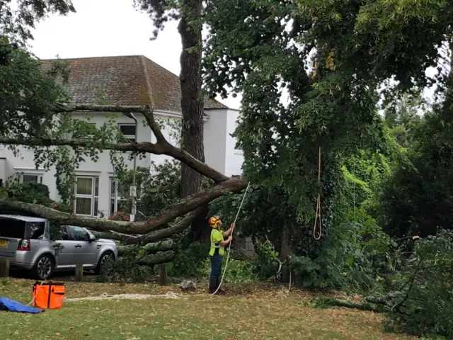 Tree on cars