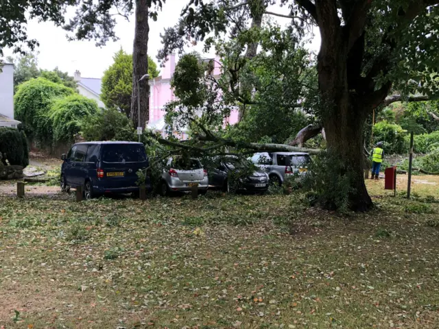 Tree on cars