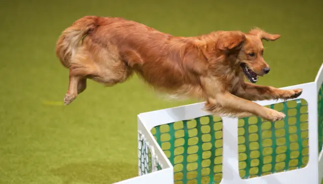 Dog competing in International Agility Festival 2010