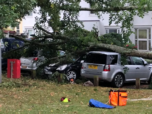 Tree on cars