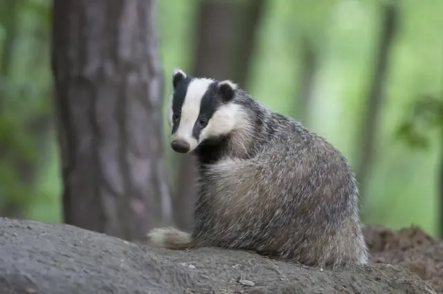 Badger